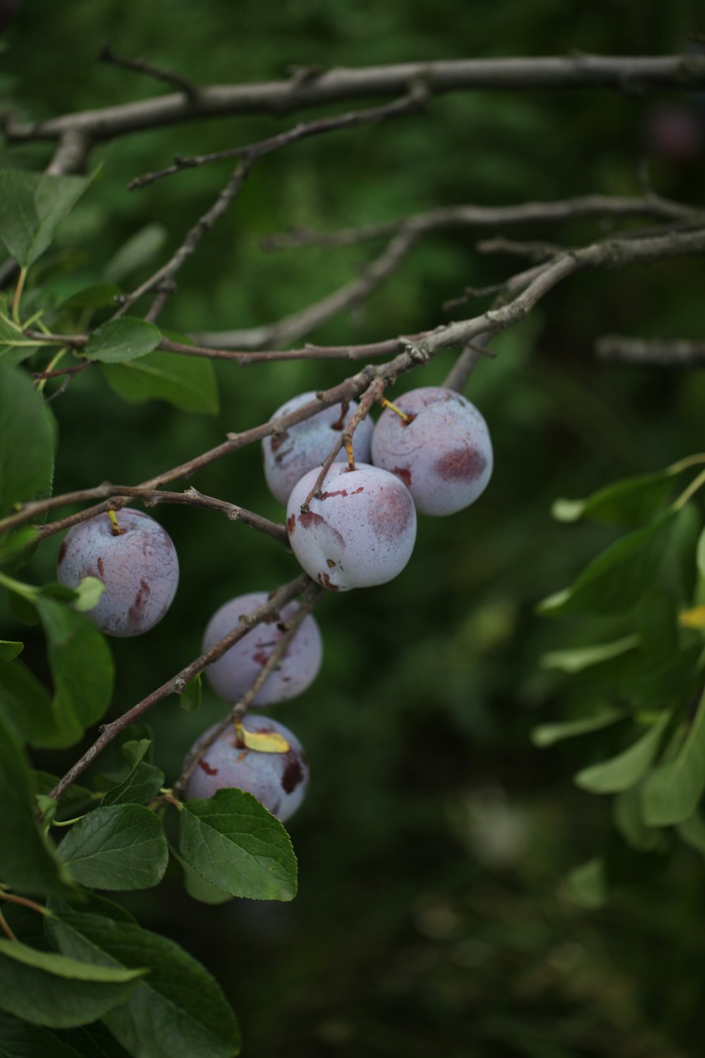 a tree with fruit growing on it