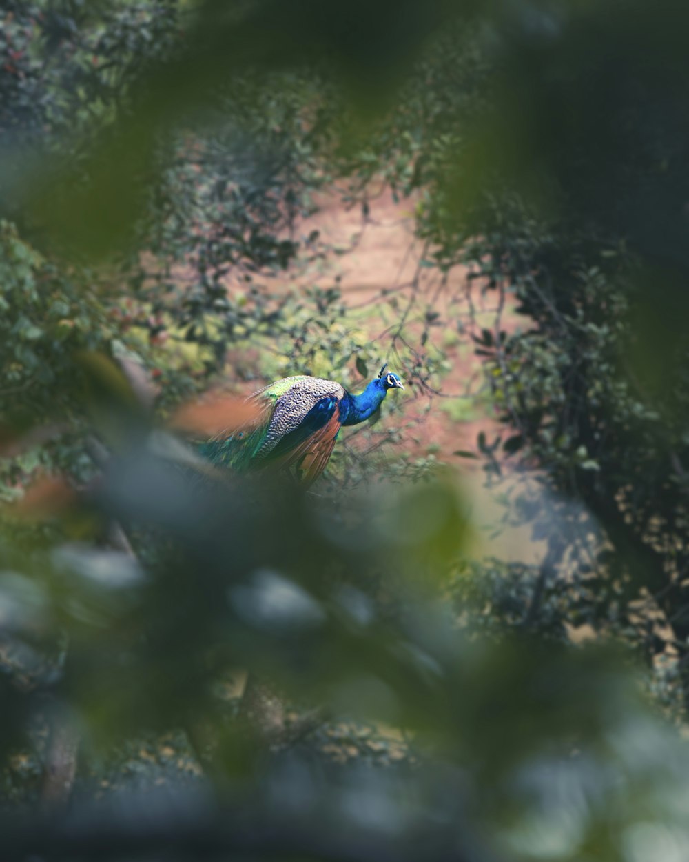 a colorful bird on a branch