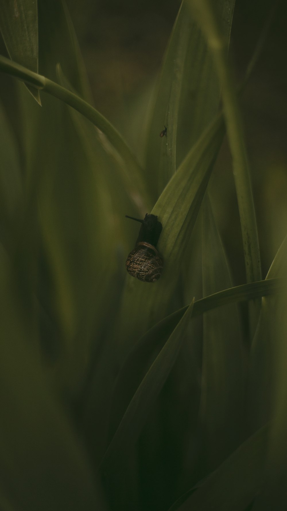 a couple of bugs on a leaf