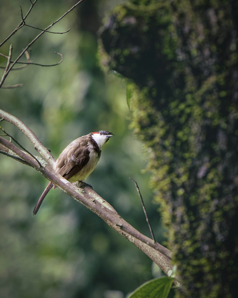 a bird sitting on a branch