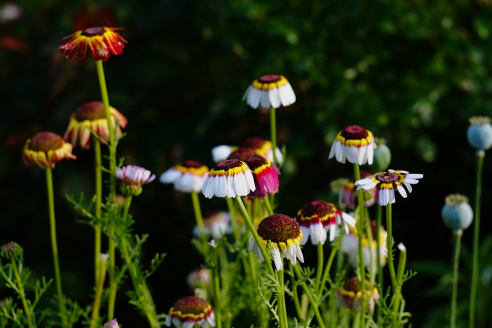 a group of colorful flowers