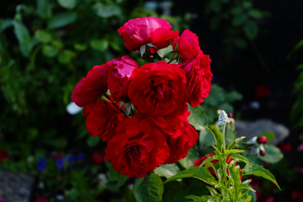 un groupe de roses rouges