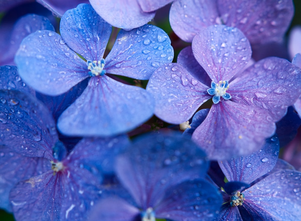 a group of purple flowers