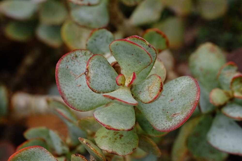 a close up of a plant