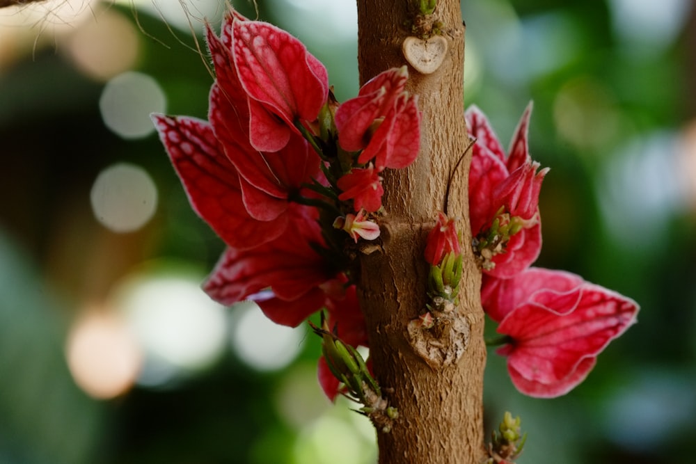 a close up of a flower