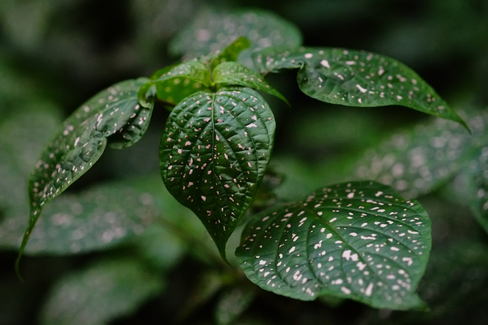 a close up of a leaf