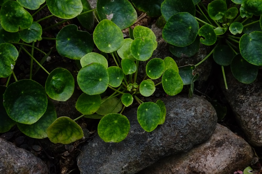 a group of green plants