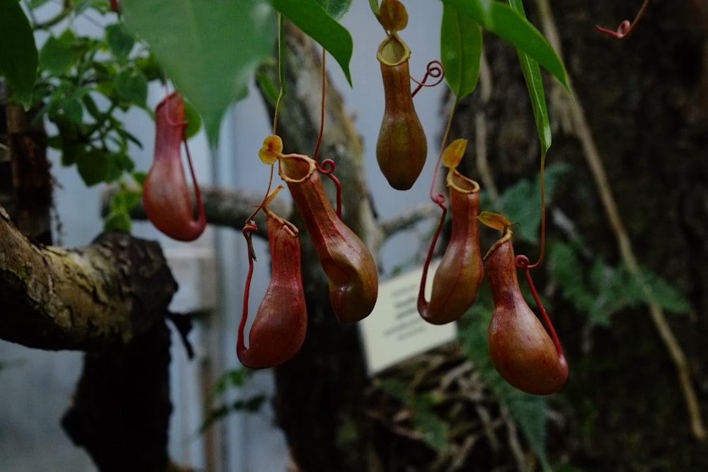 a group of red shoes from a tree