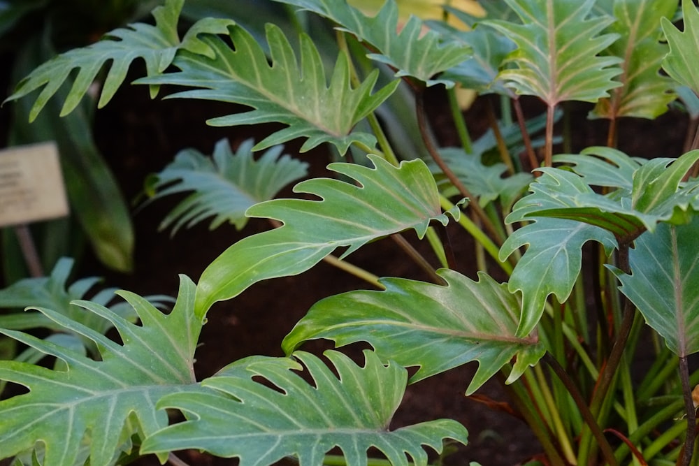 a group of green plants