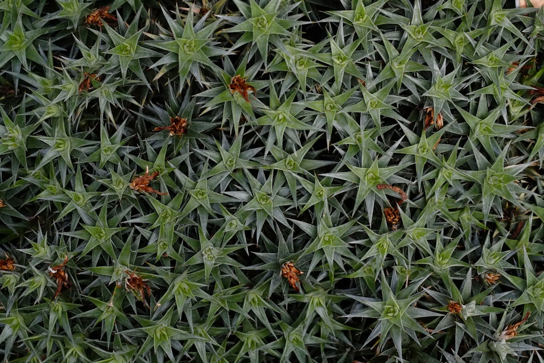 a group of flowers,