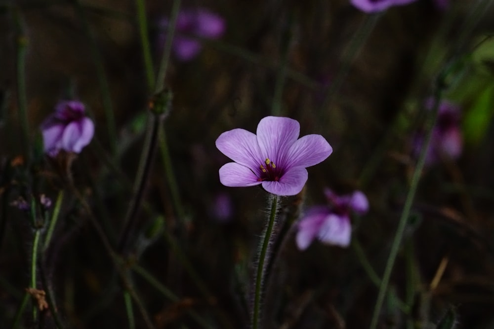 a close up of a flower