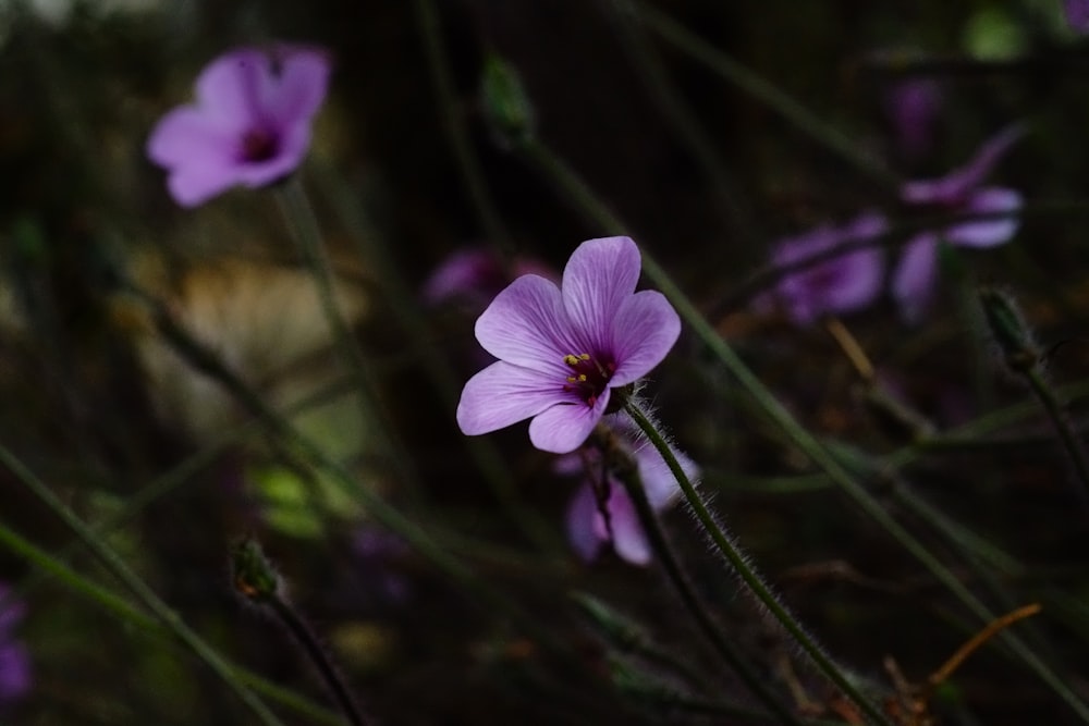 a close up of a flower