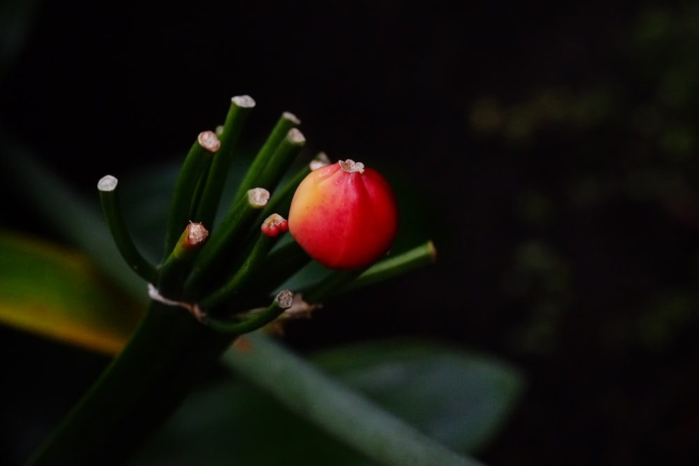 a red flower with water droplets on it