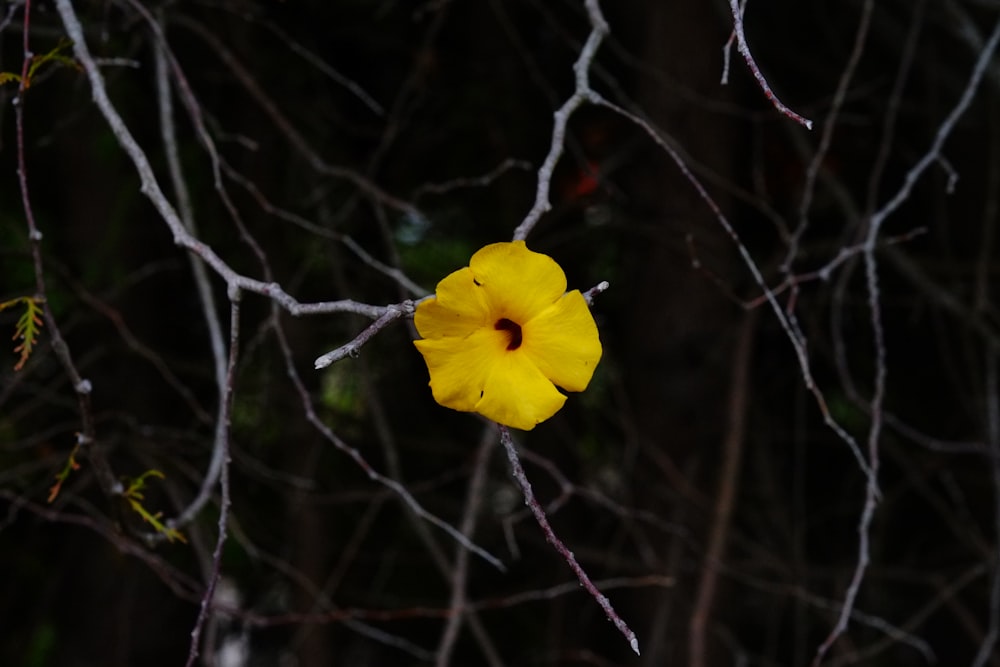 a yellow flower on a tree