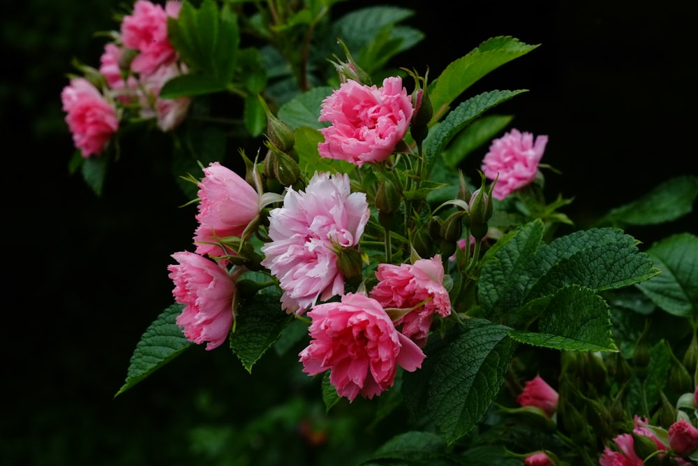 a group of pink flowers