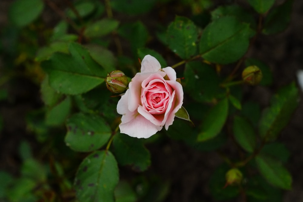 Une rose rose sur un buisson