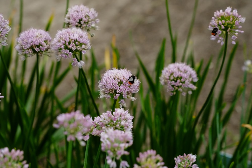 a bee on a flower