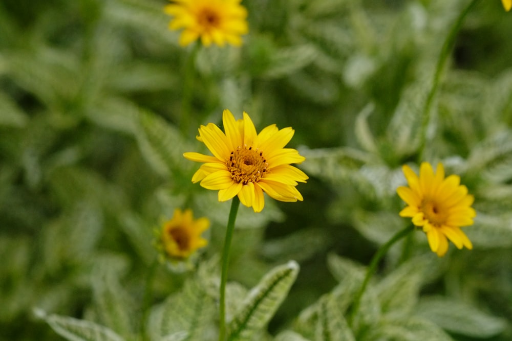 un gruppo di fiori gialli