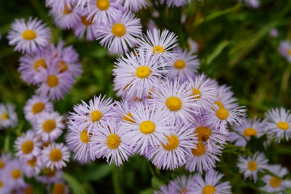 a group of flowers