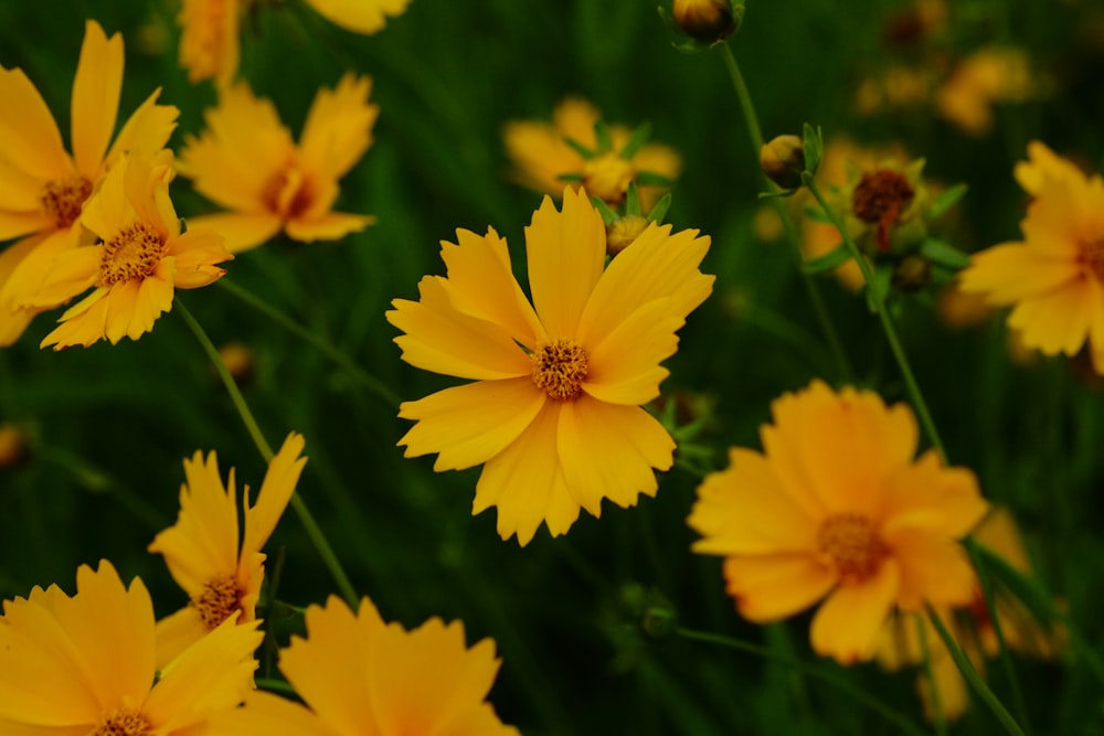 a group of yellow flowers