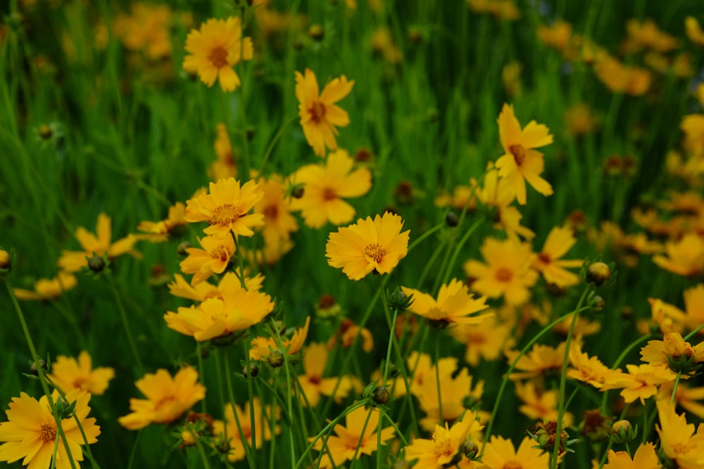 Un campo de flores amarillas