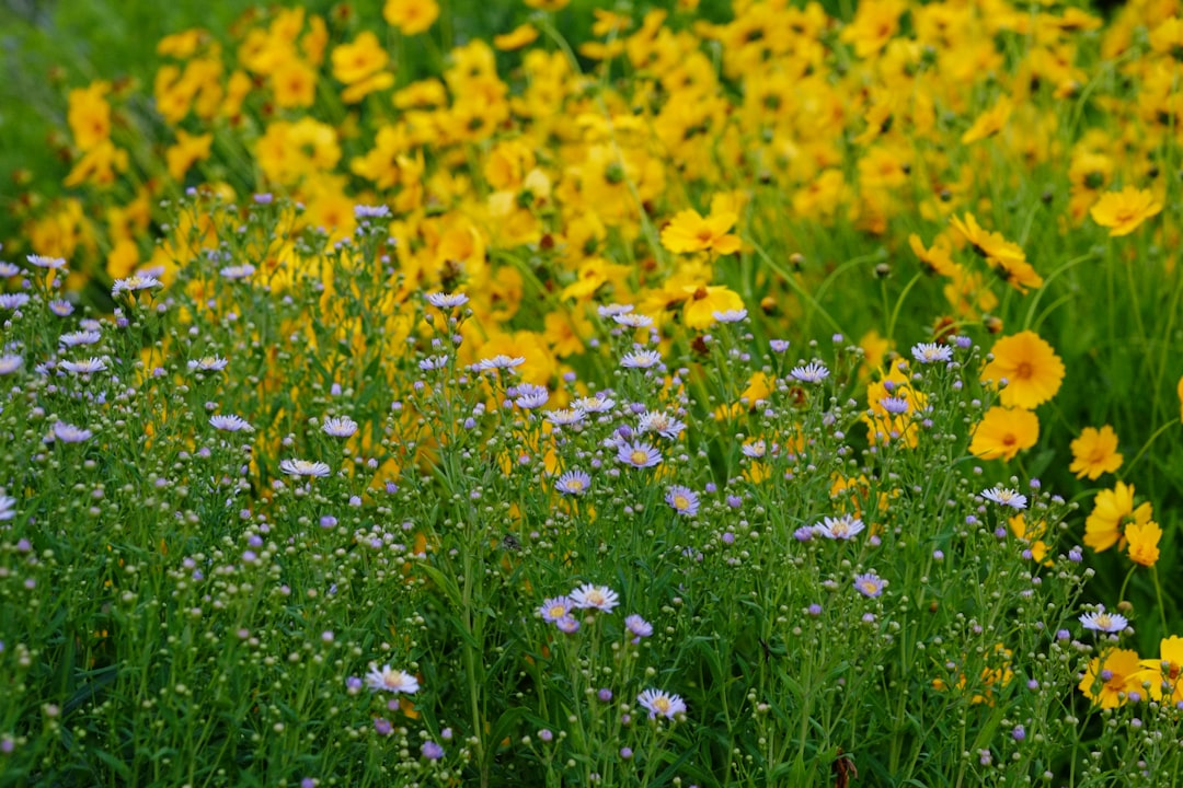 a field of flowers,