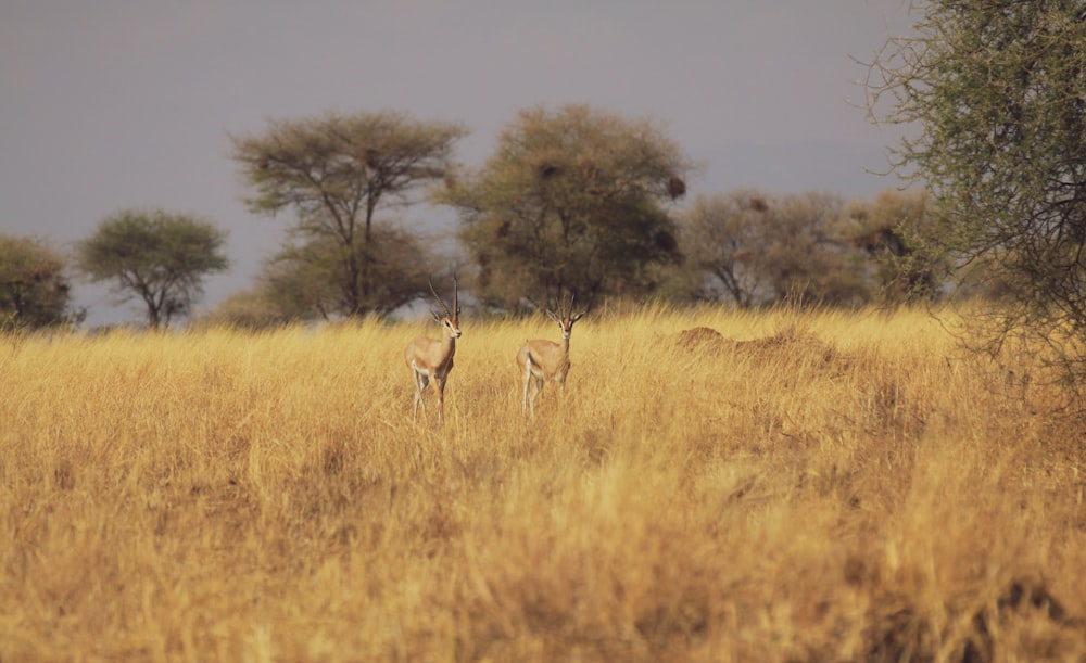 a group of deer in a field