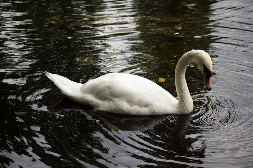 a swan swimming in water