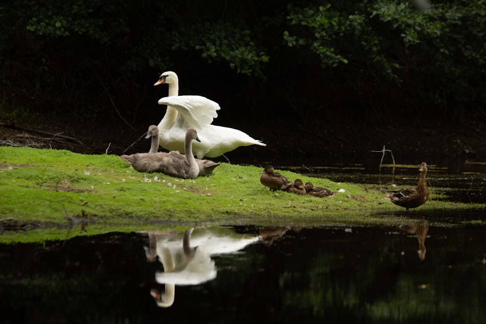 a swan and ducklings on the grass by a pond