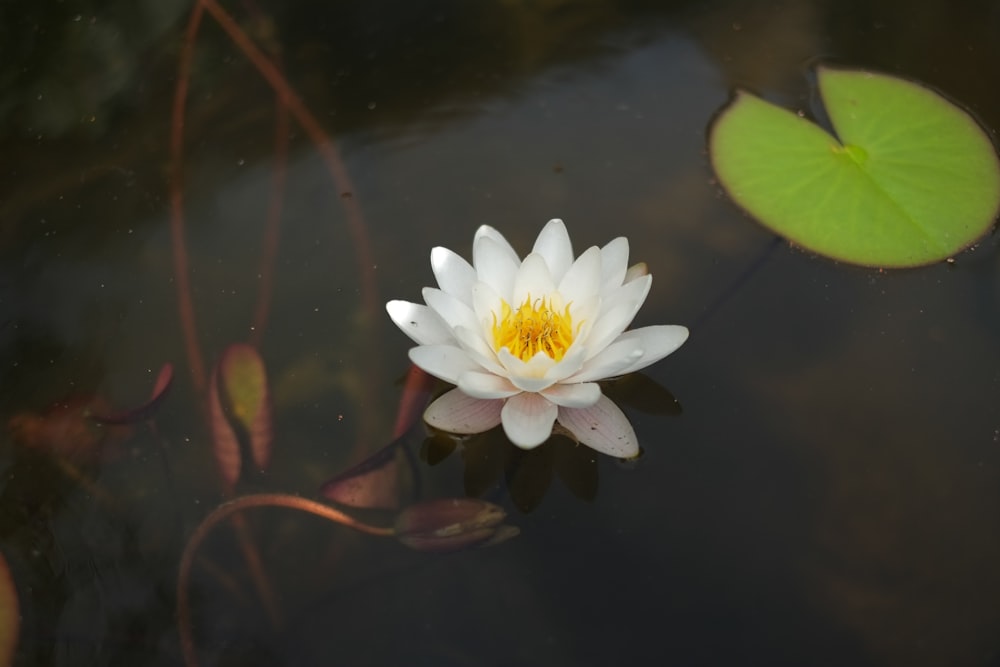 a white flower on a lily pad