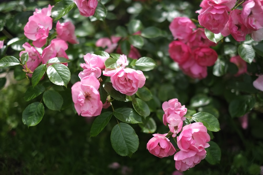 a group of pink flowers