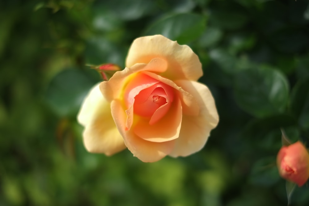 a yellow rose with a red center