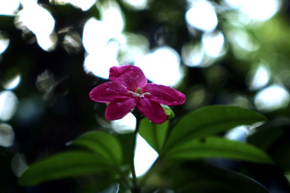 a close up of a flower