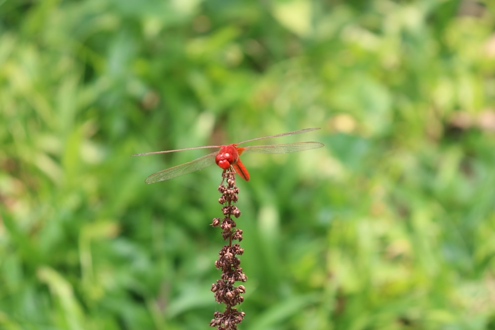 a dragonfly on a plant