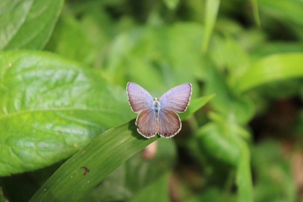 a small purple butterfly on a green leaf