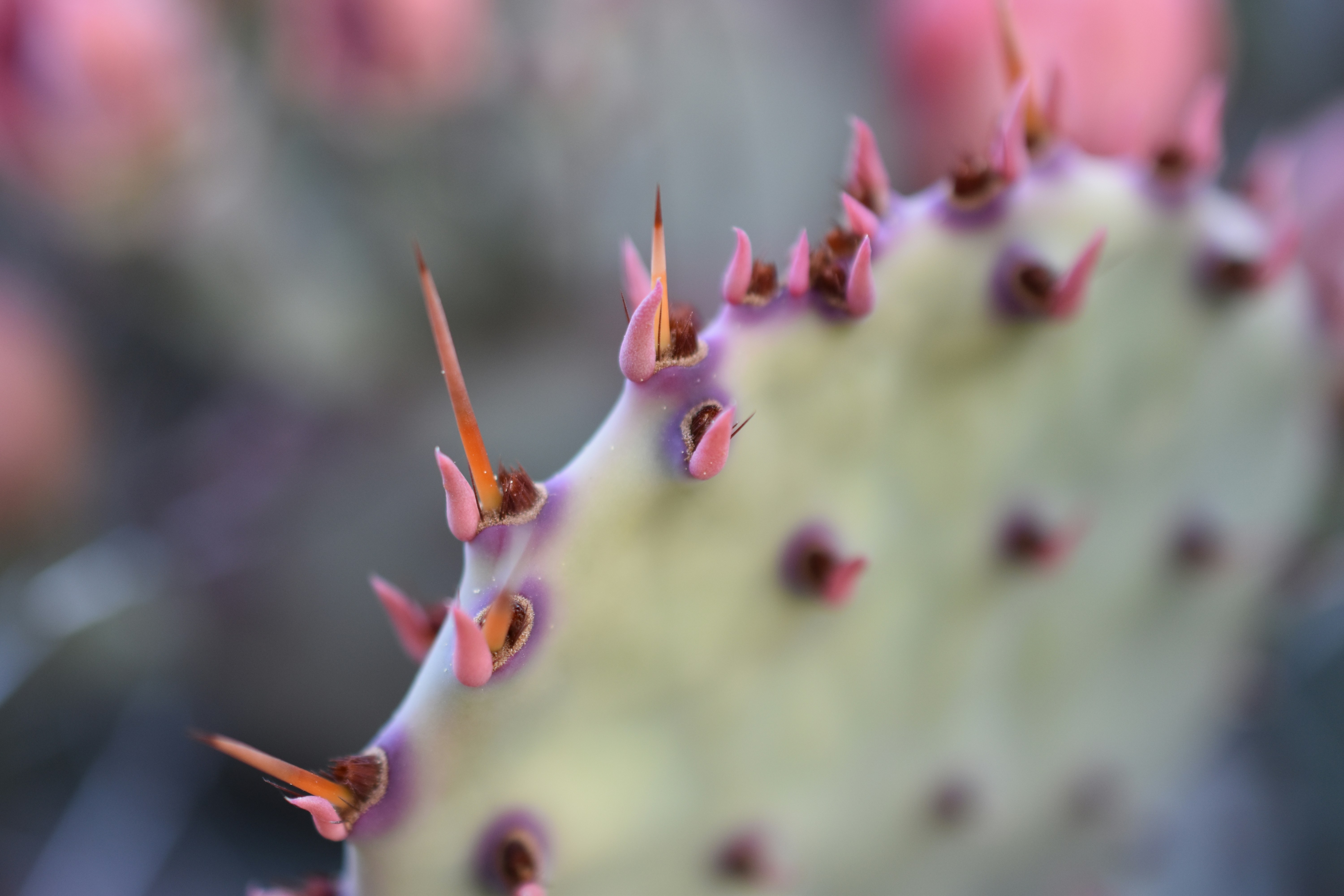 Photo by kenschackart