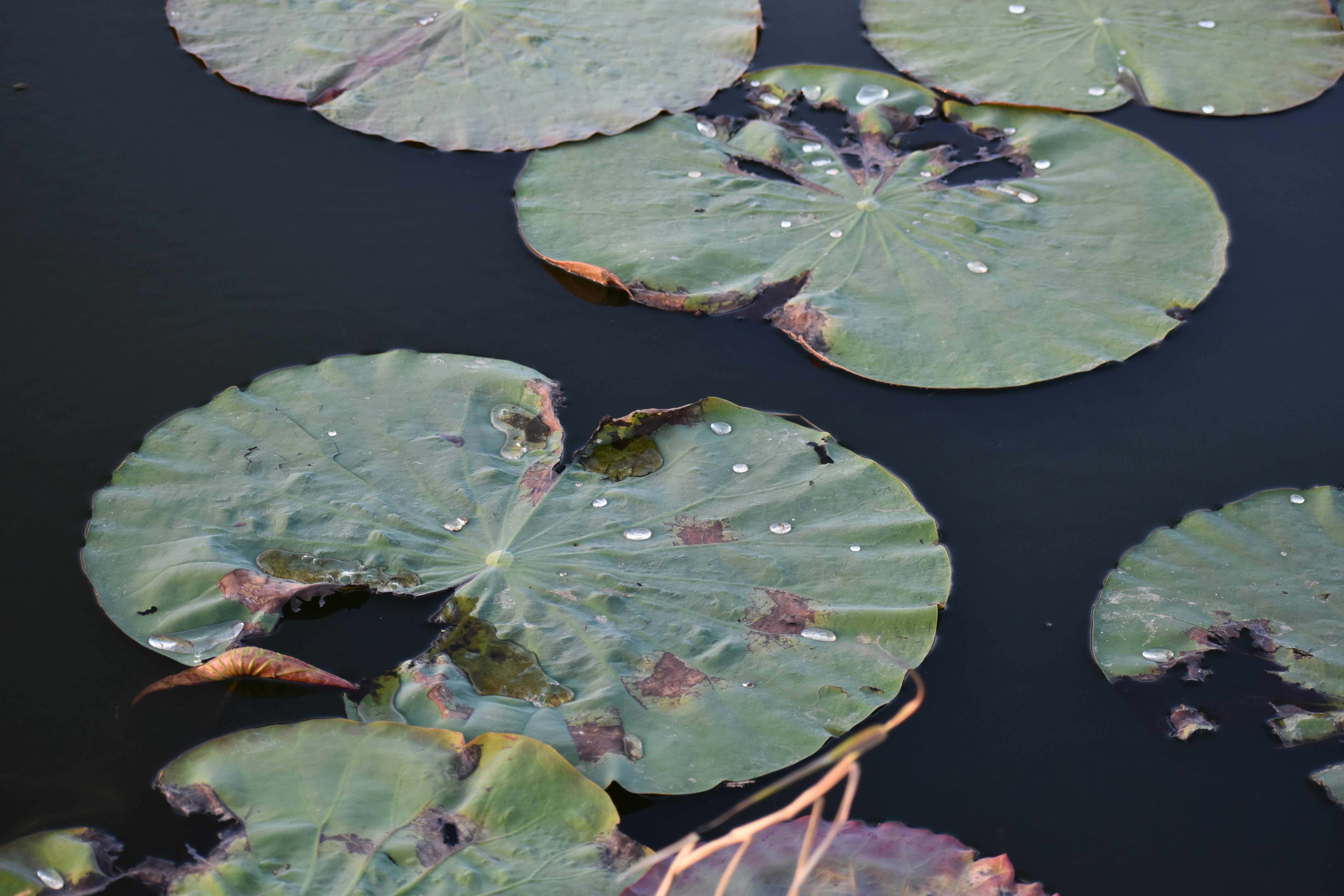 Photo by kenschackart