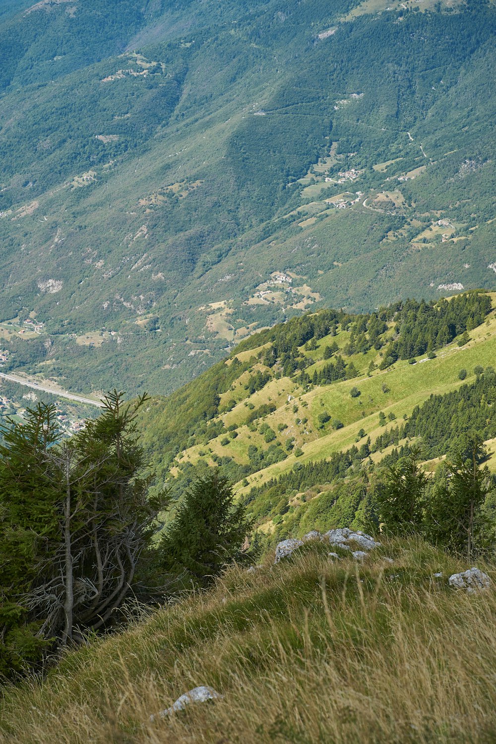 a landscape with trees and grass