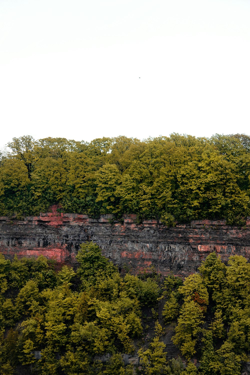 a cliff with trees on it