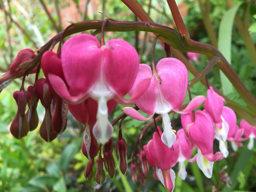 a close up of a flower