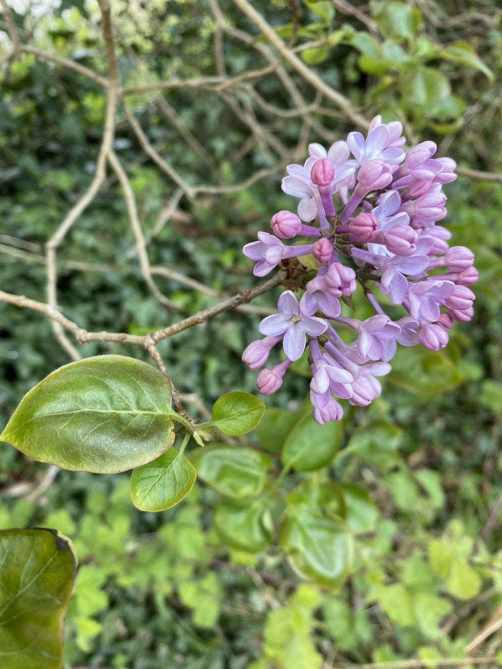 a close up of a flower