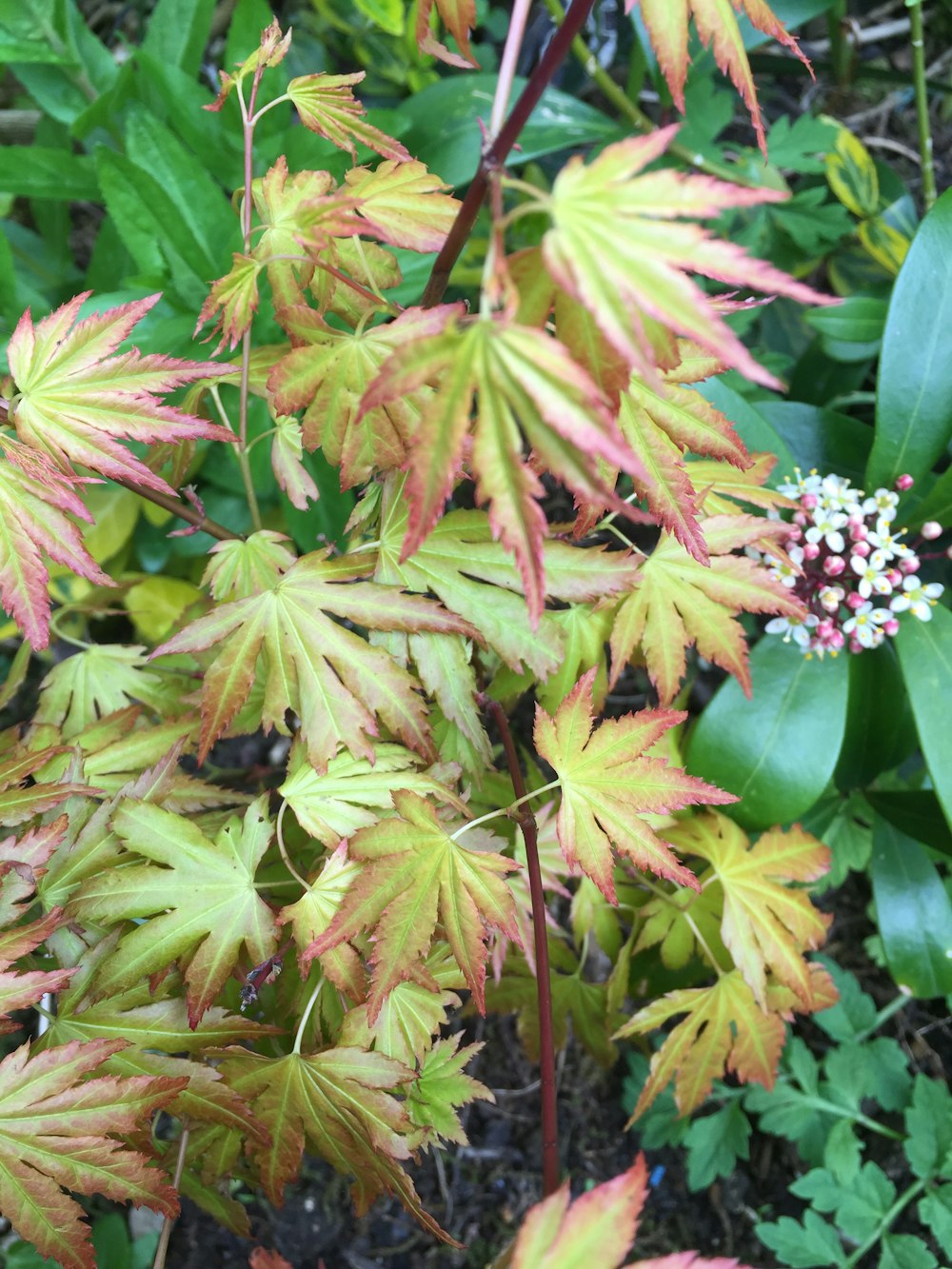 close-up of colorful leaves