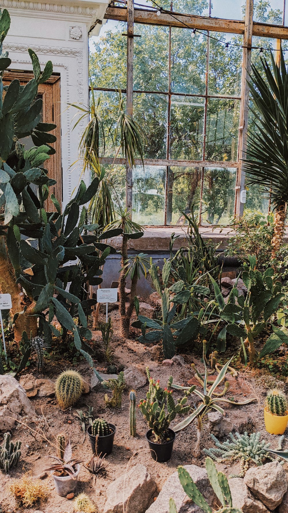 a garden with plants and rocks