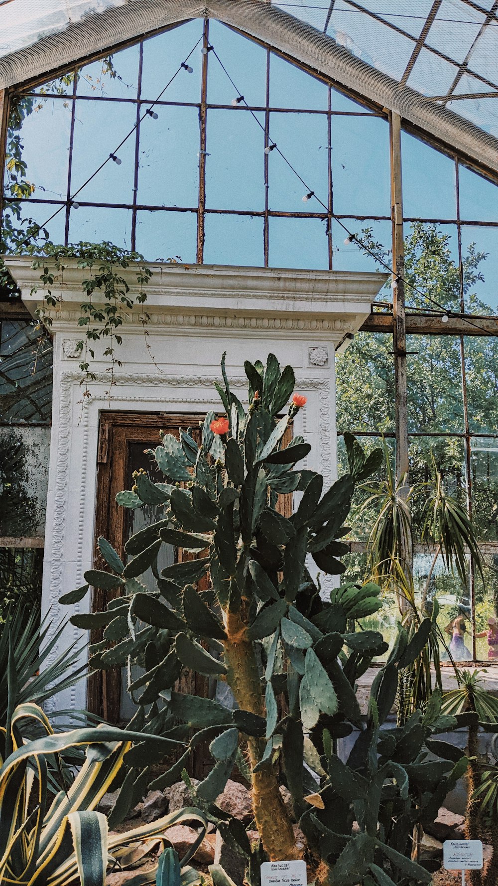 a plant in a greenhouse