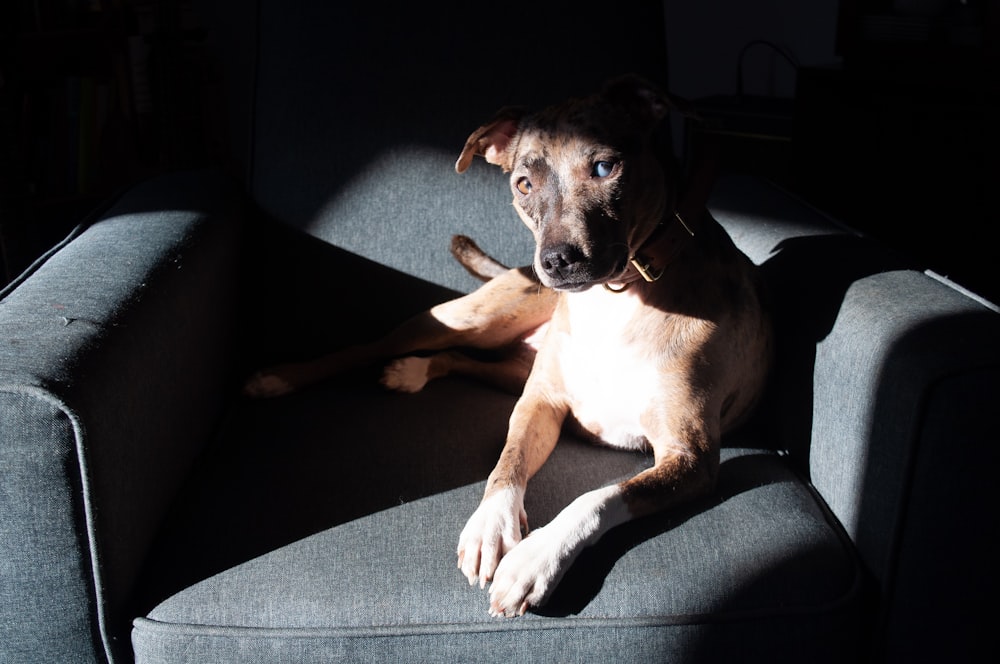 a dog lying on a couch