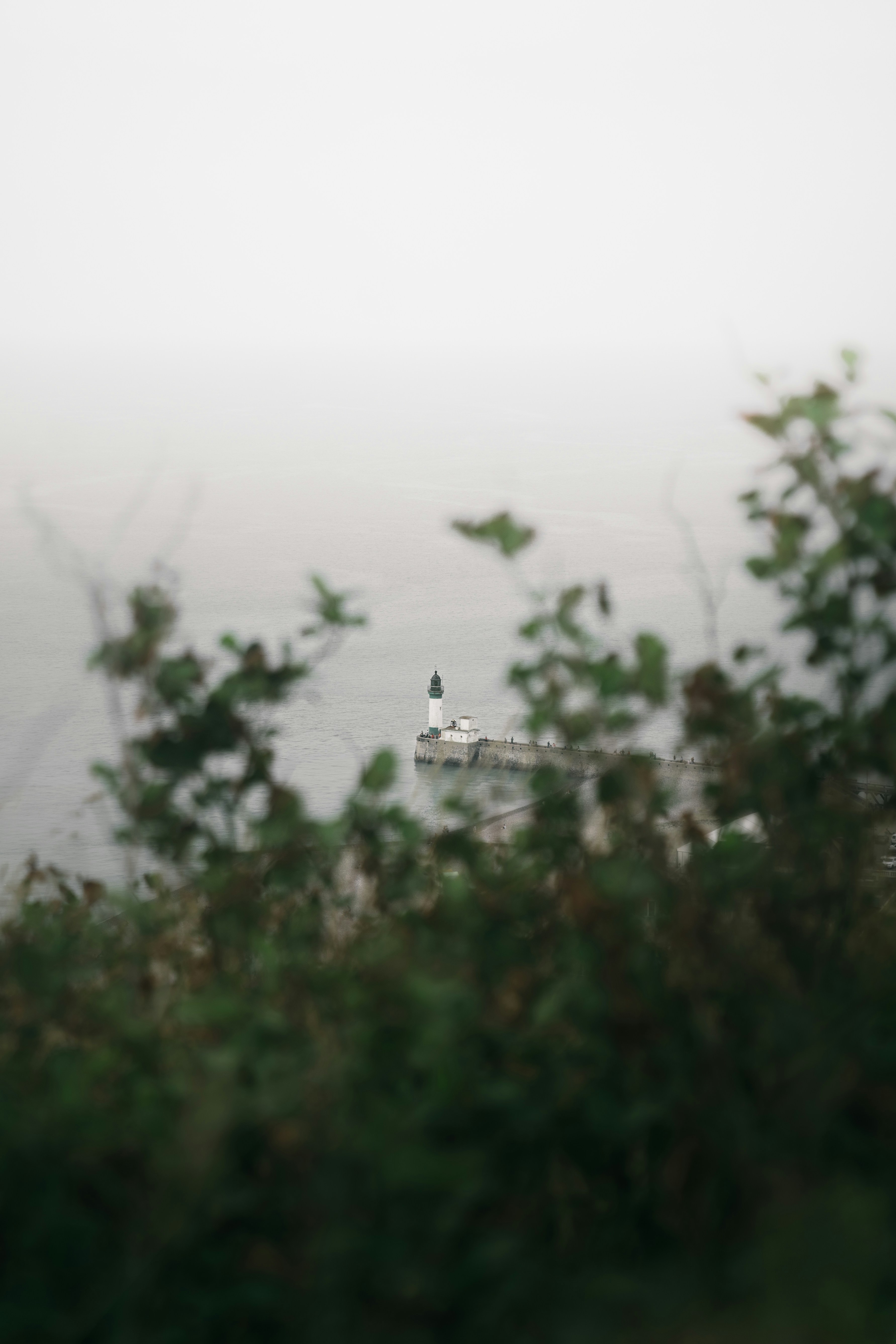 a tower in the middle of a forest