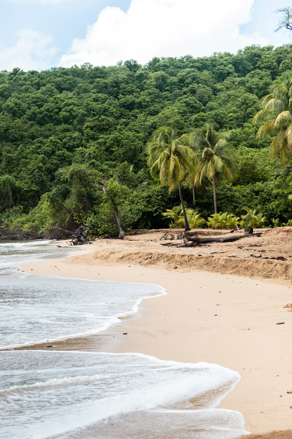 a beach with trees and a body of water