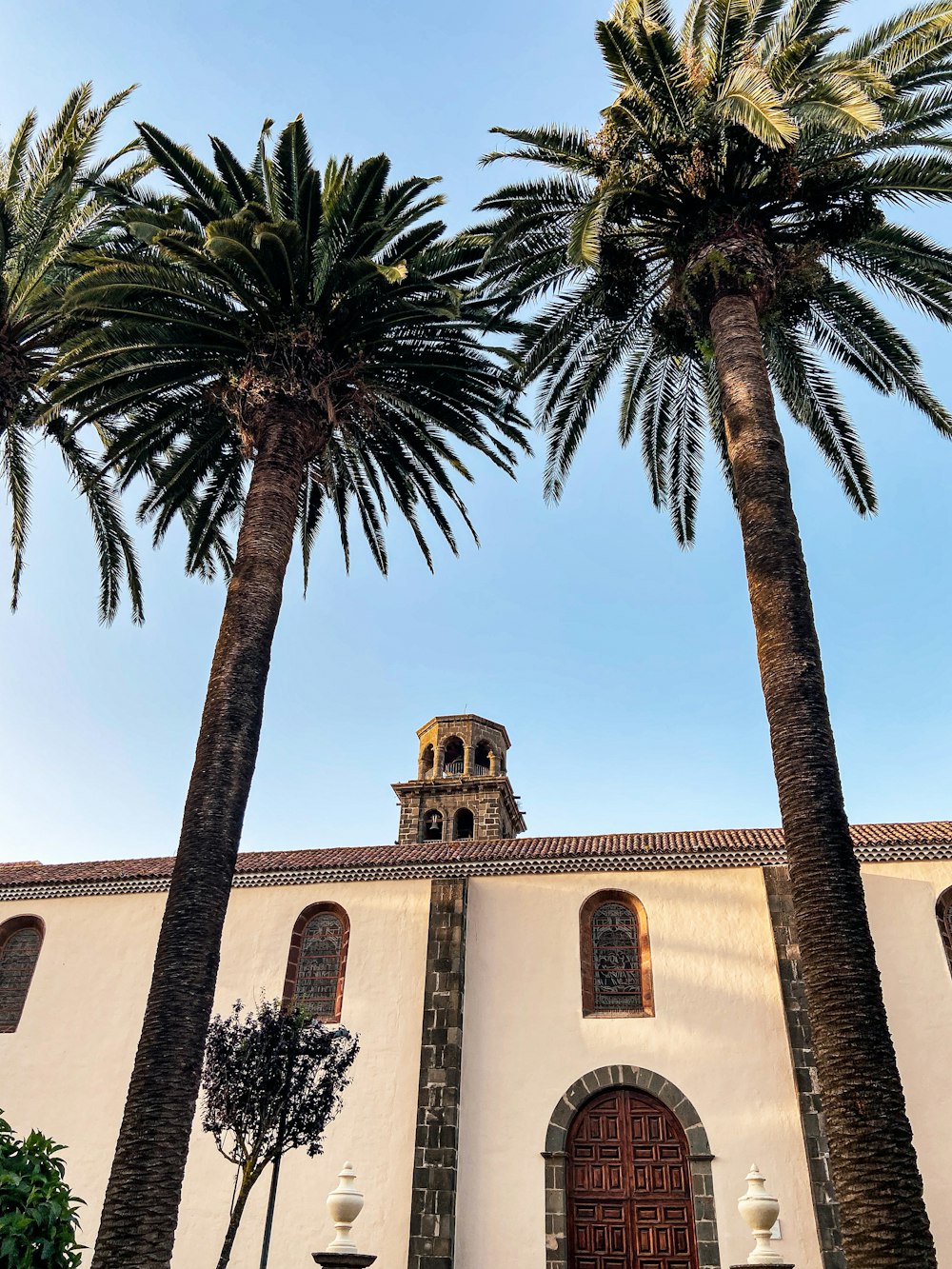 palm trees in front of a building