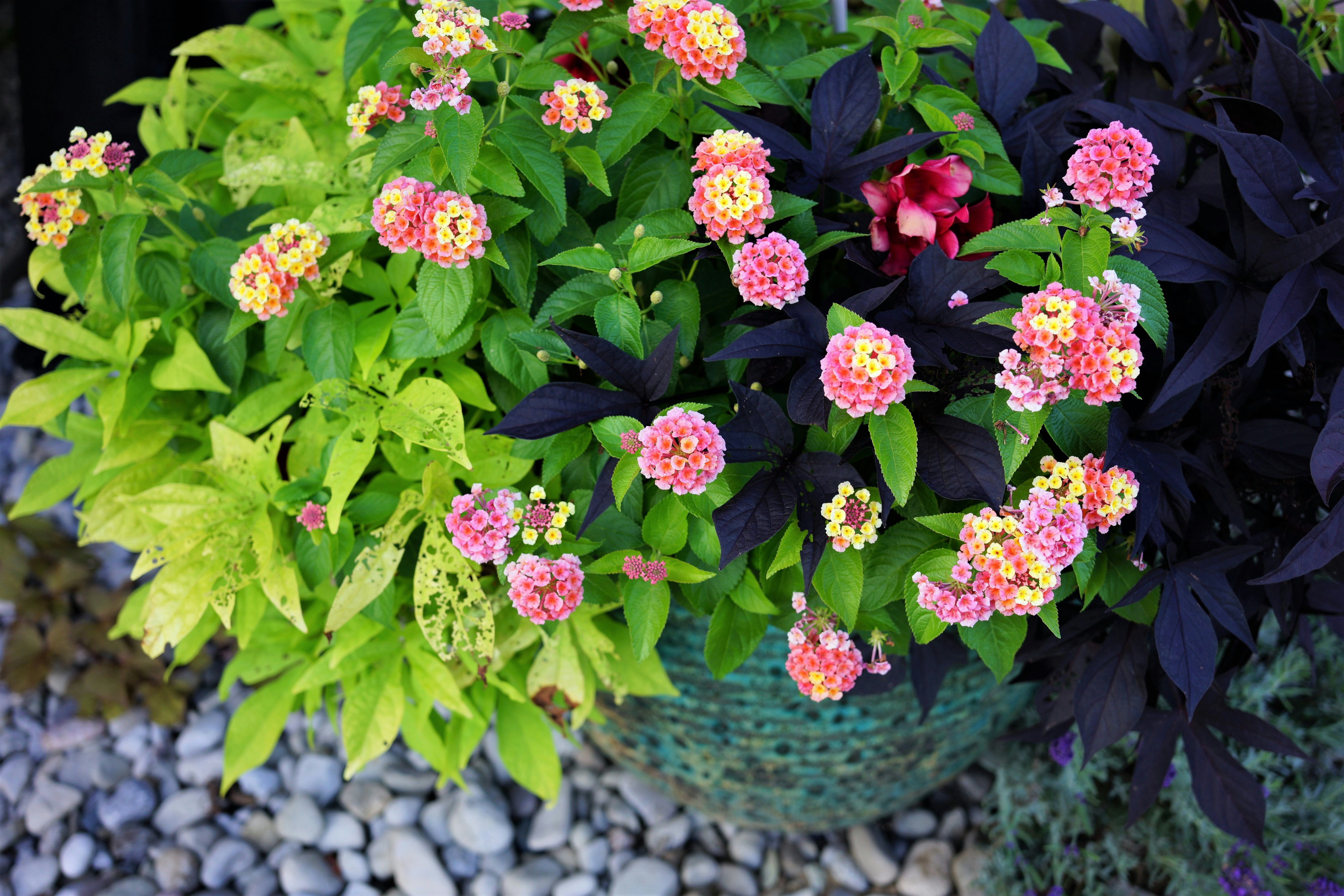 Ein Busch mit rosa Blüten Foto Kostenloses Bild zum Thema Pflanze auf