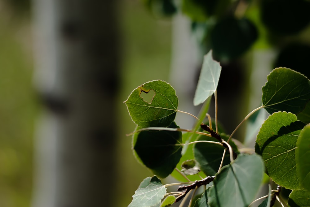 a close up of a fruit